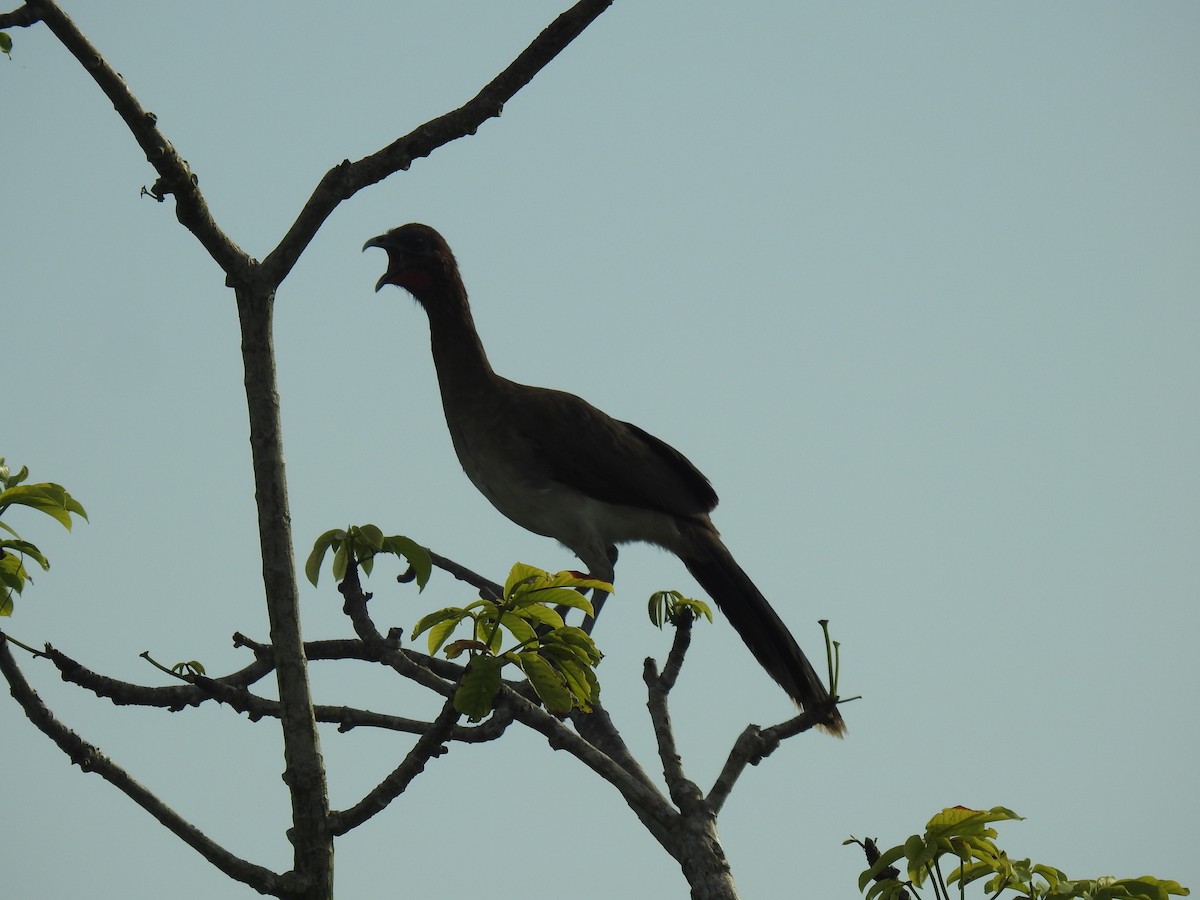 Chestnut-winged Chachalaca - Leandro Niebles Puello