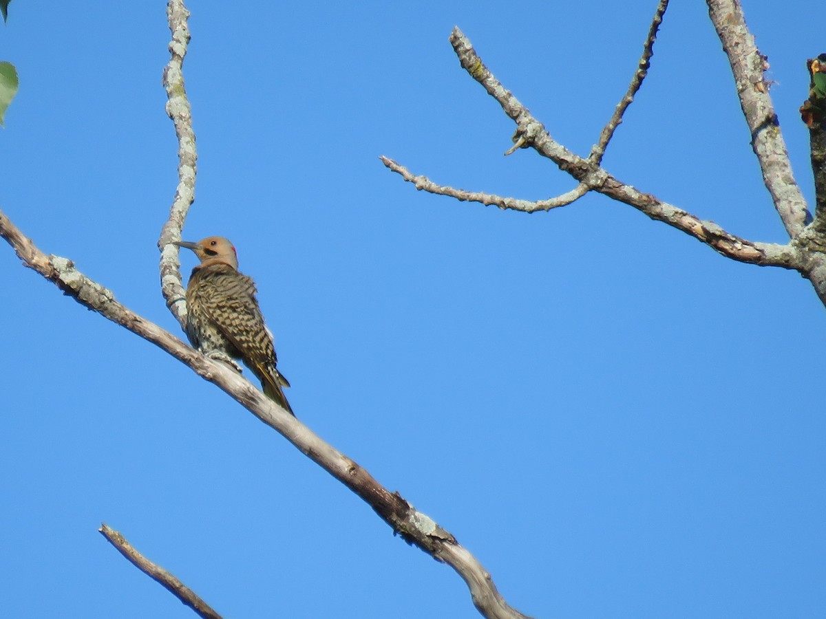 Northern Flicker - ML466055661