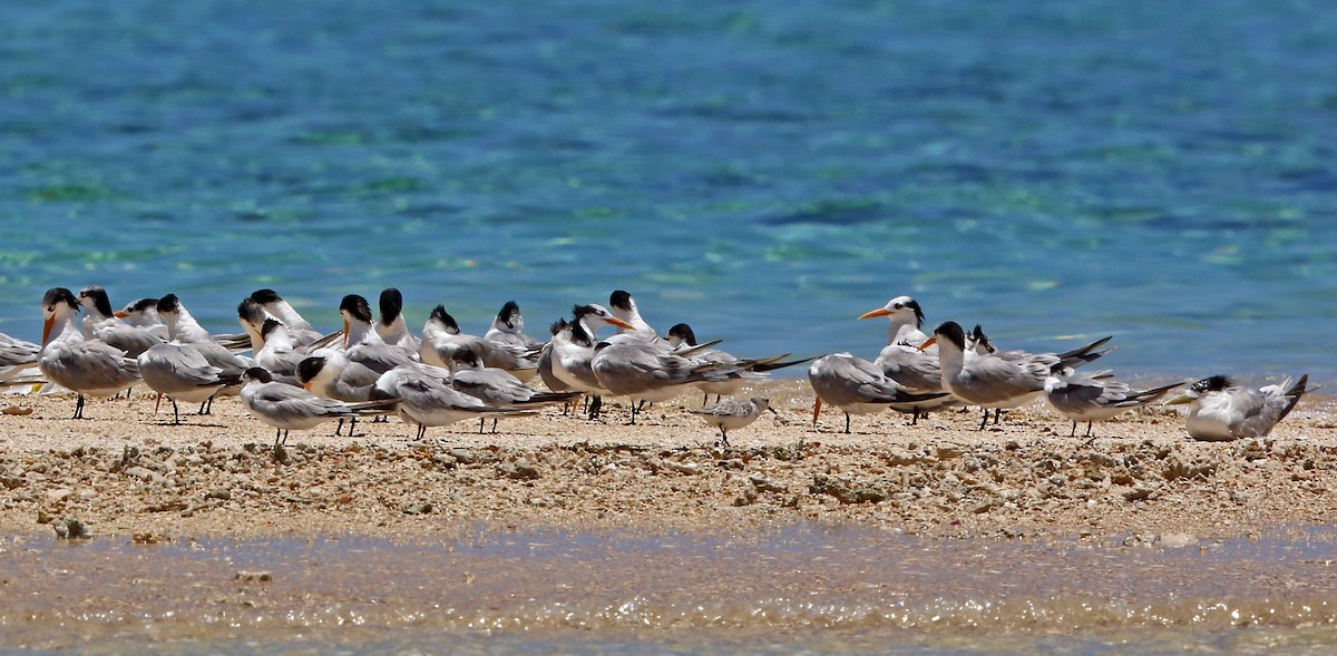 Common Tern - ML46605631