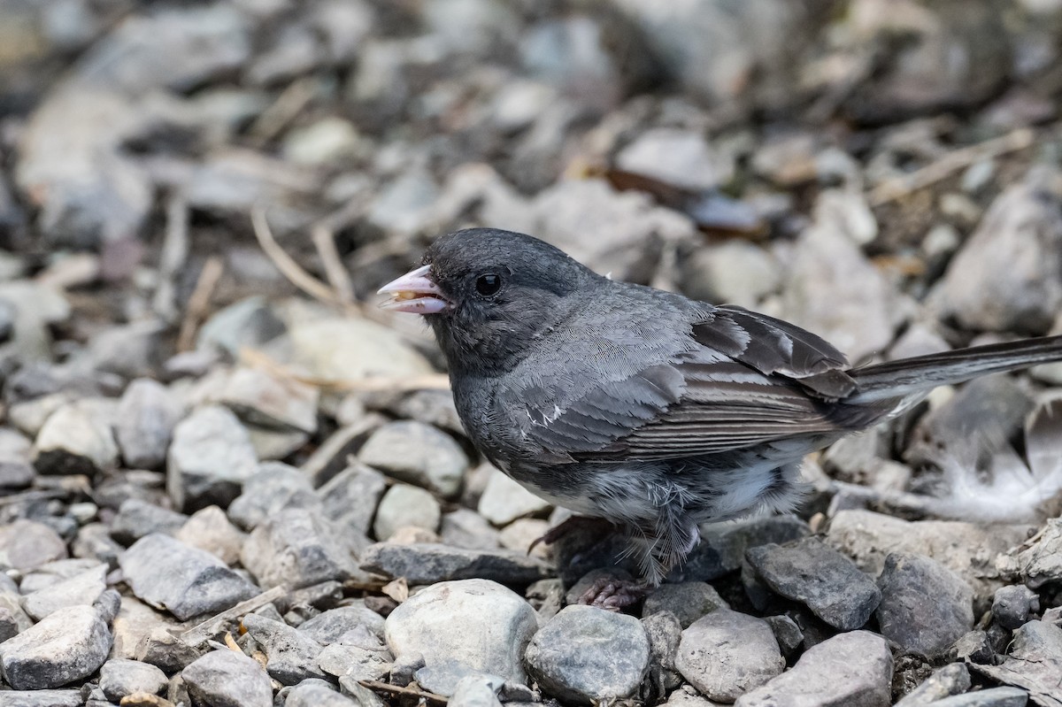 Dark-eyed Junco - Frank King