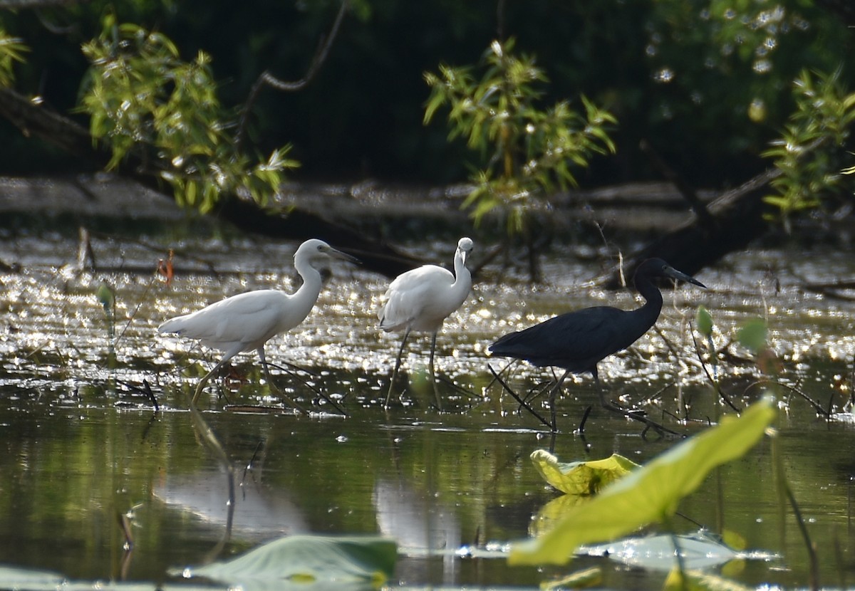 Little Blue Heron - ML466058031