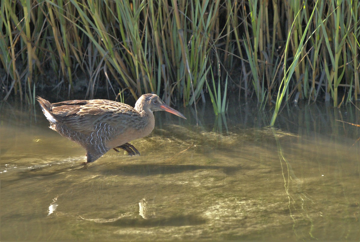 Ridgway's Rail - ML466058271