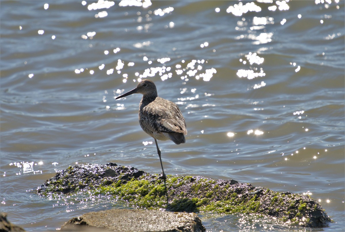 Willet - ML466058381