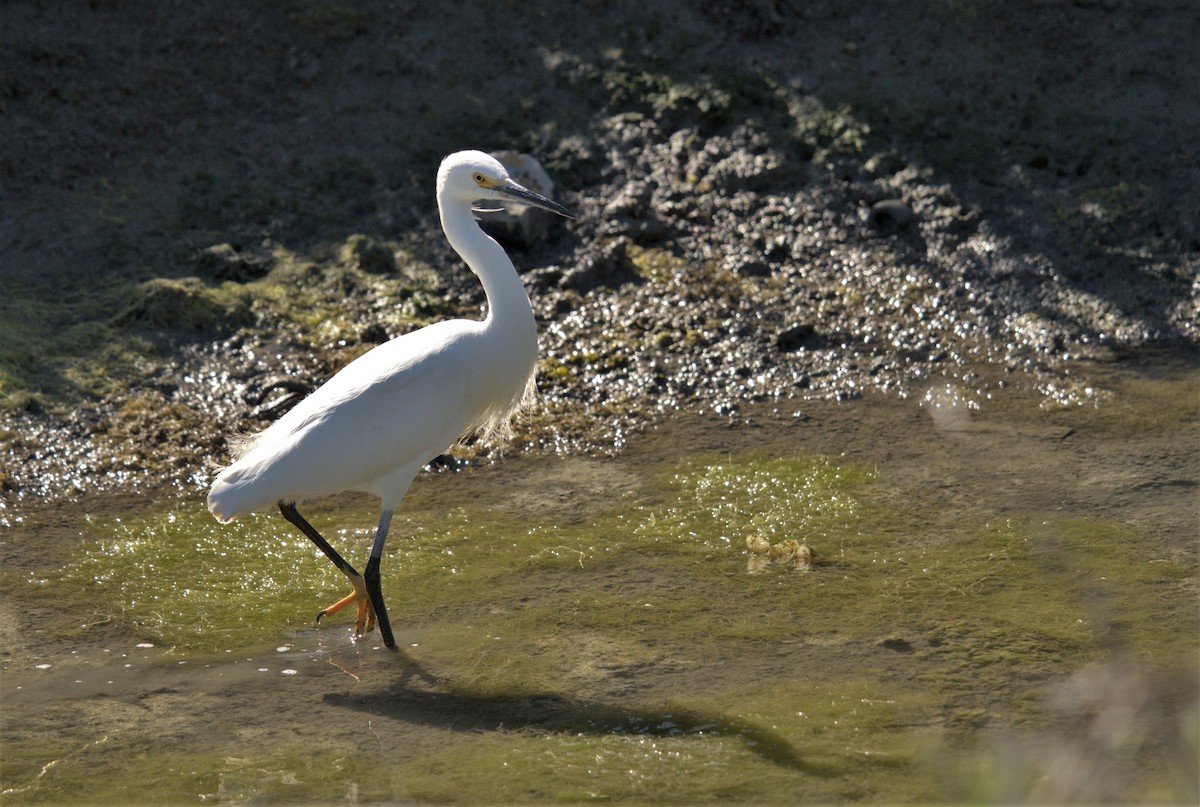 Snowy Egret - ML466058451
