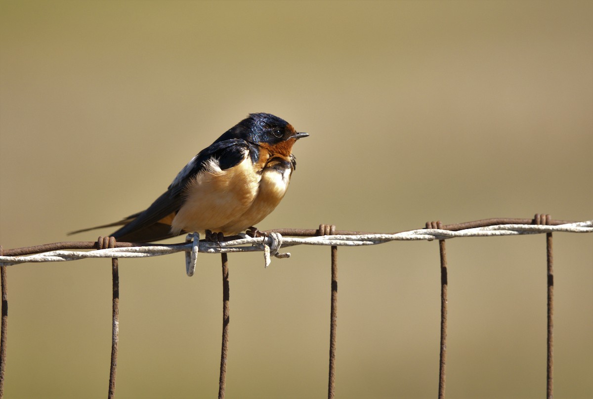 Асрын хараацай - ML466058521