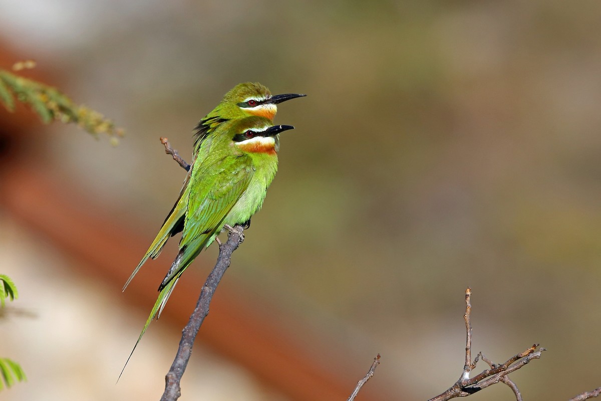 Olive Bee-eater - Nigel Voaden