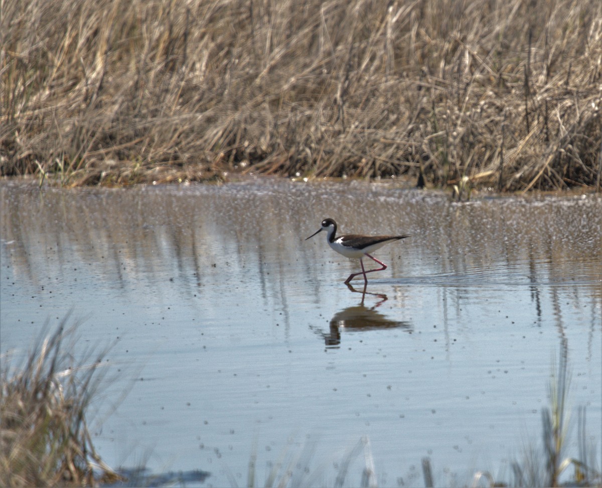 Black-necked Stilt - ML466058871