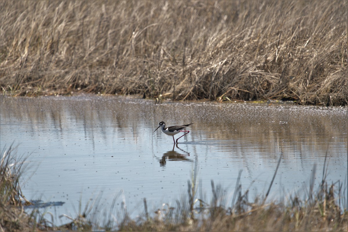 Black-necked Stilt - ML466058971