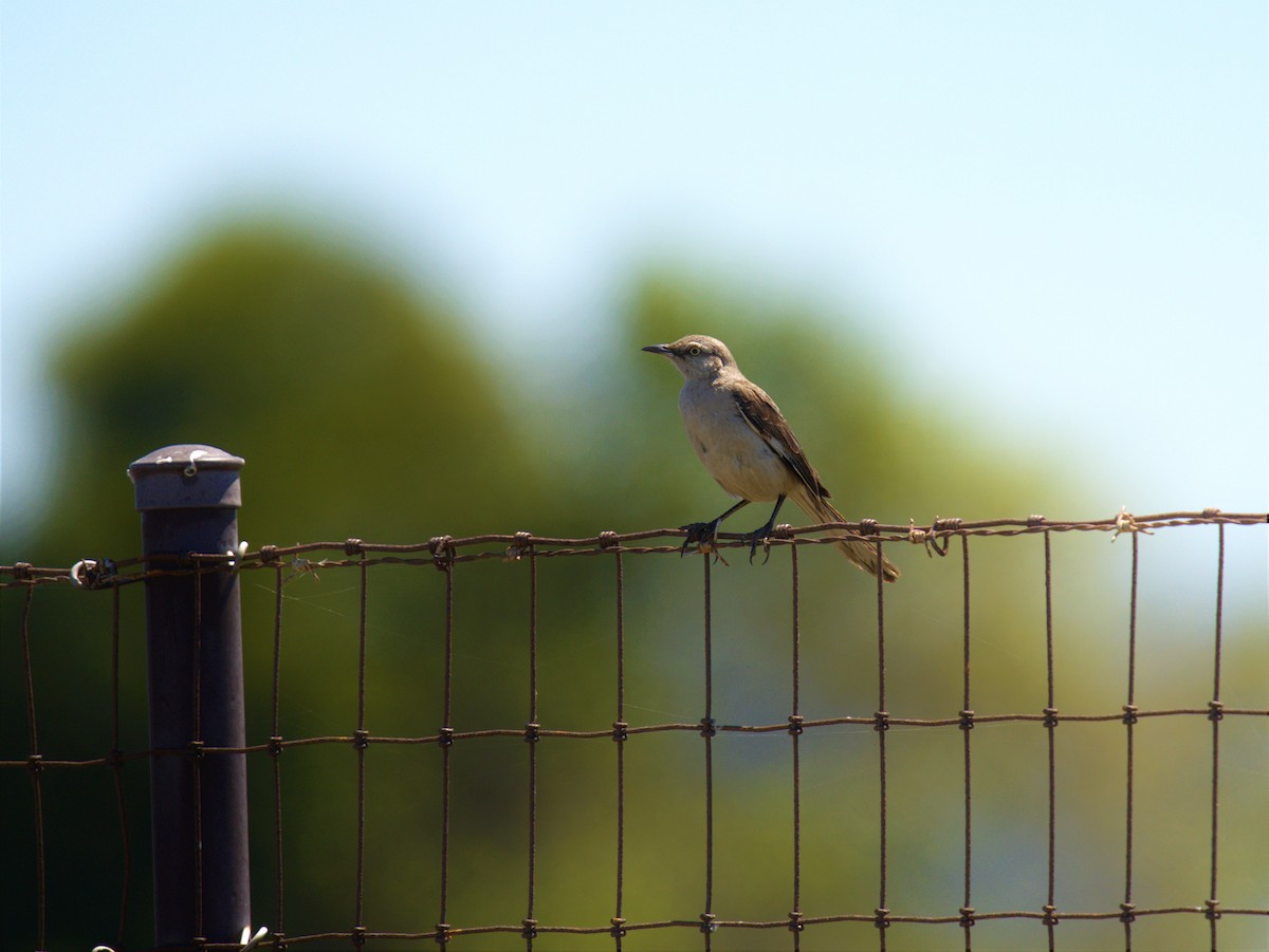 Northern Mockingbird - ML466059071