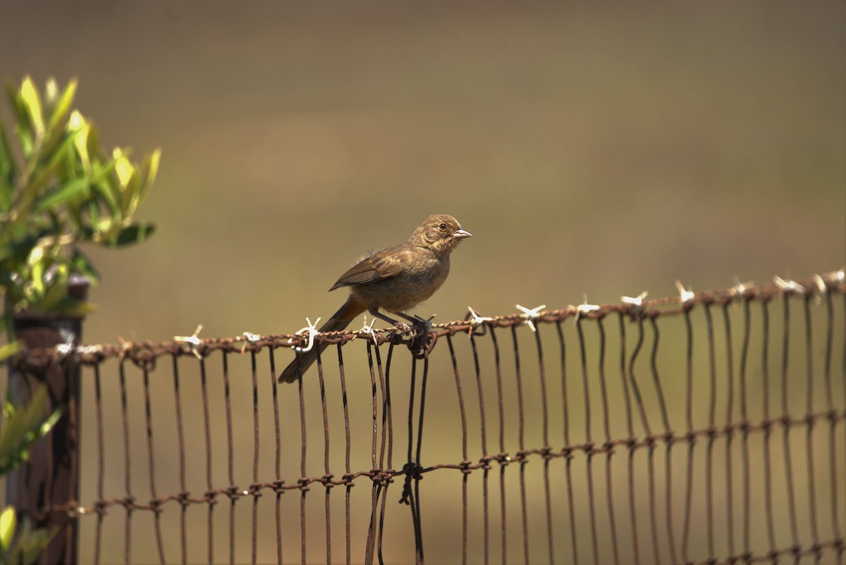 California Towhee - ML466059131