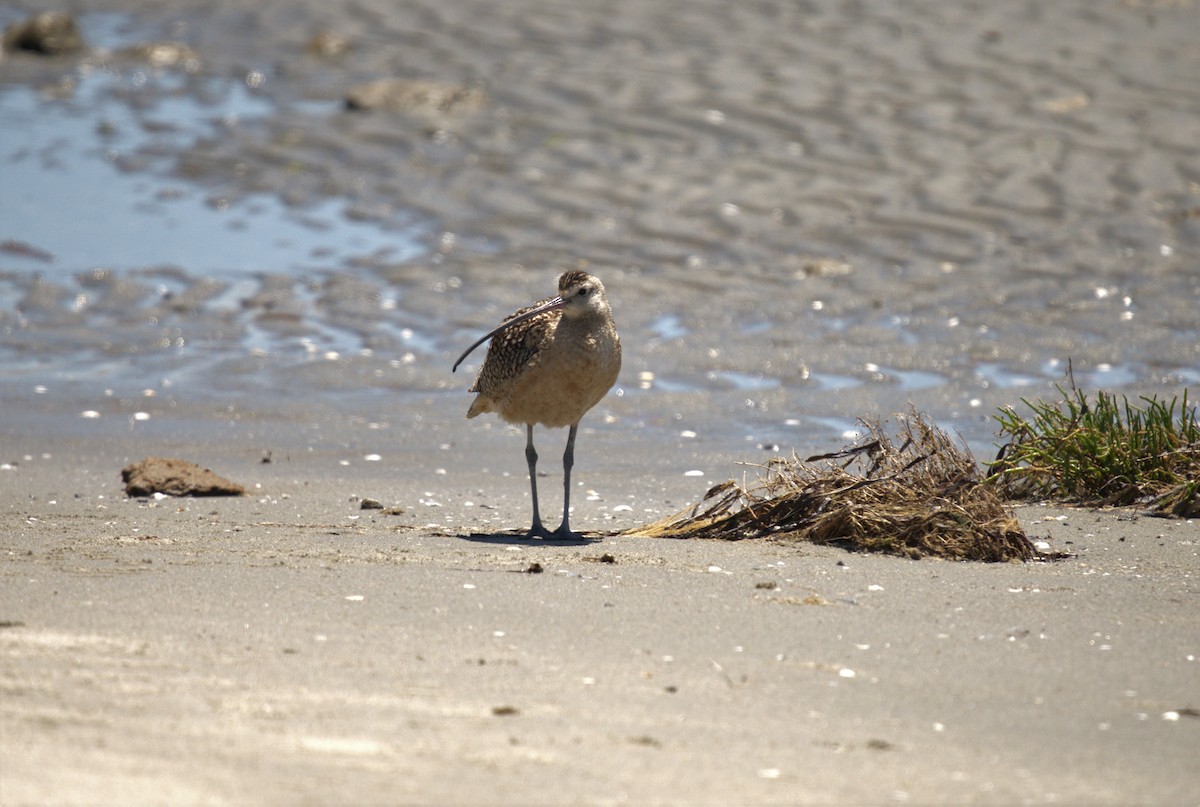 Long-billed Curlew - ML466059271