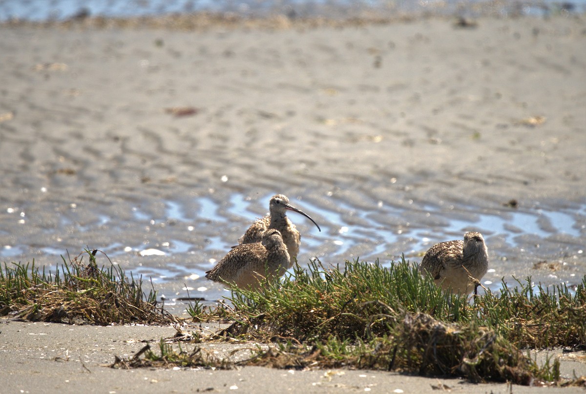 Long-billed Curlew - ML466059281