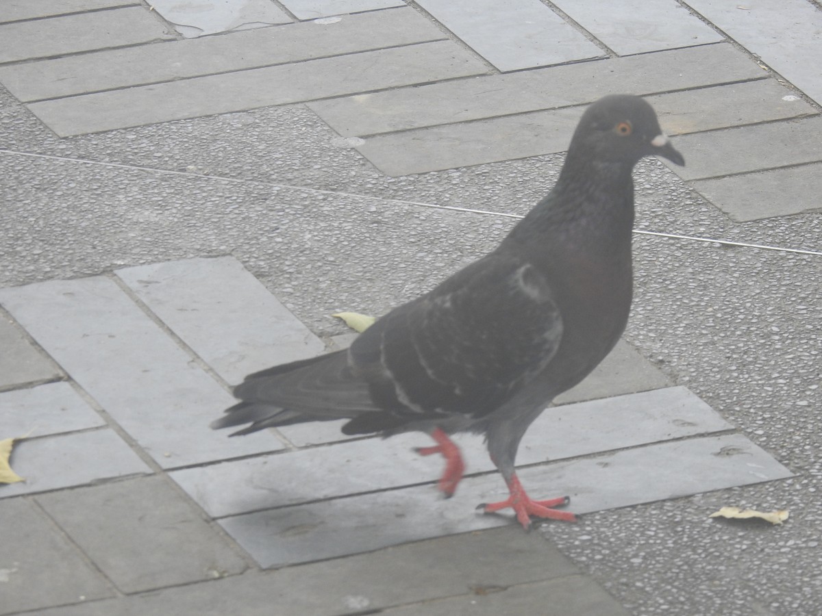 Pigeon biset (forme domestique) - ML466059481