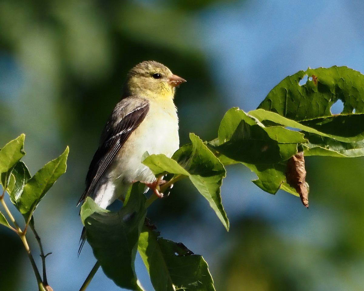 American Goldfinch - ML466060951