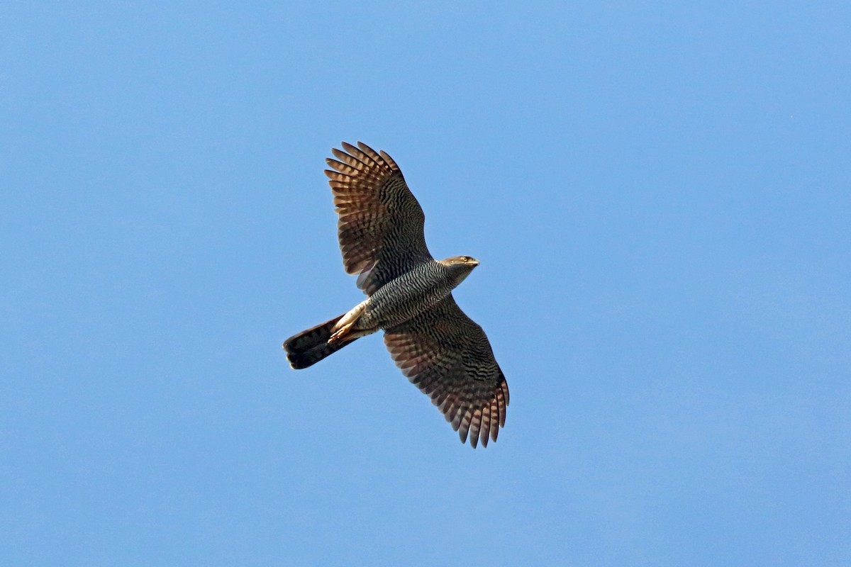 Henst's Goshawk - Nigel Voaden