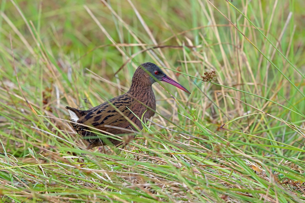 Madagascar Rail - Nigel Voaden