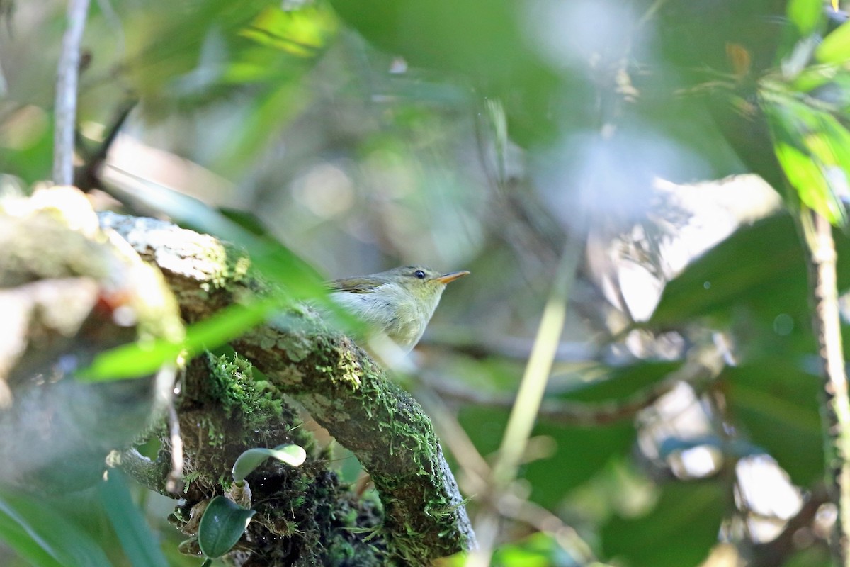 Cryptic Warbler - ML46606151