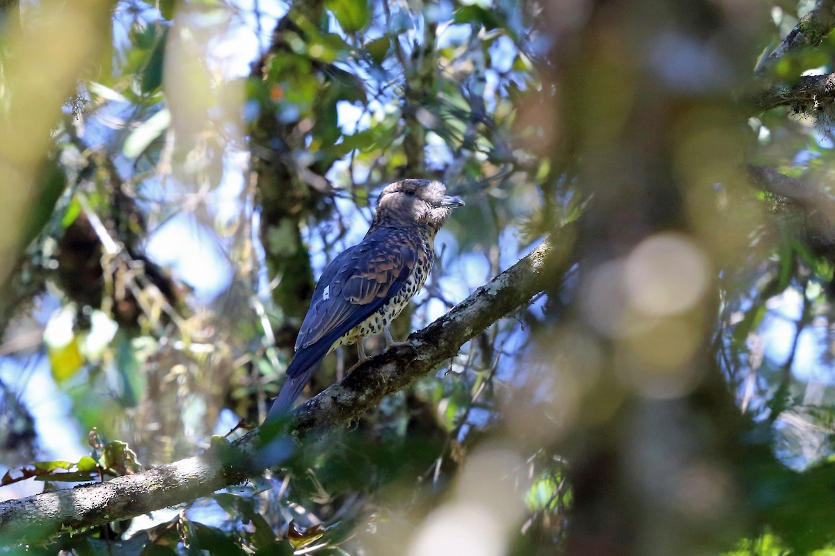 Cuckoo-roller - ML46606181