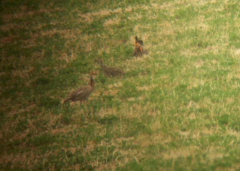 Greater Prairie-Chicken - ML466061811