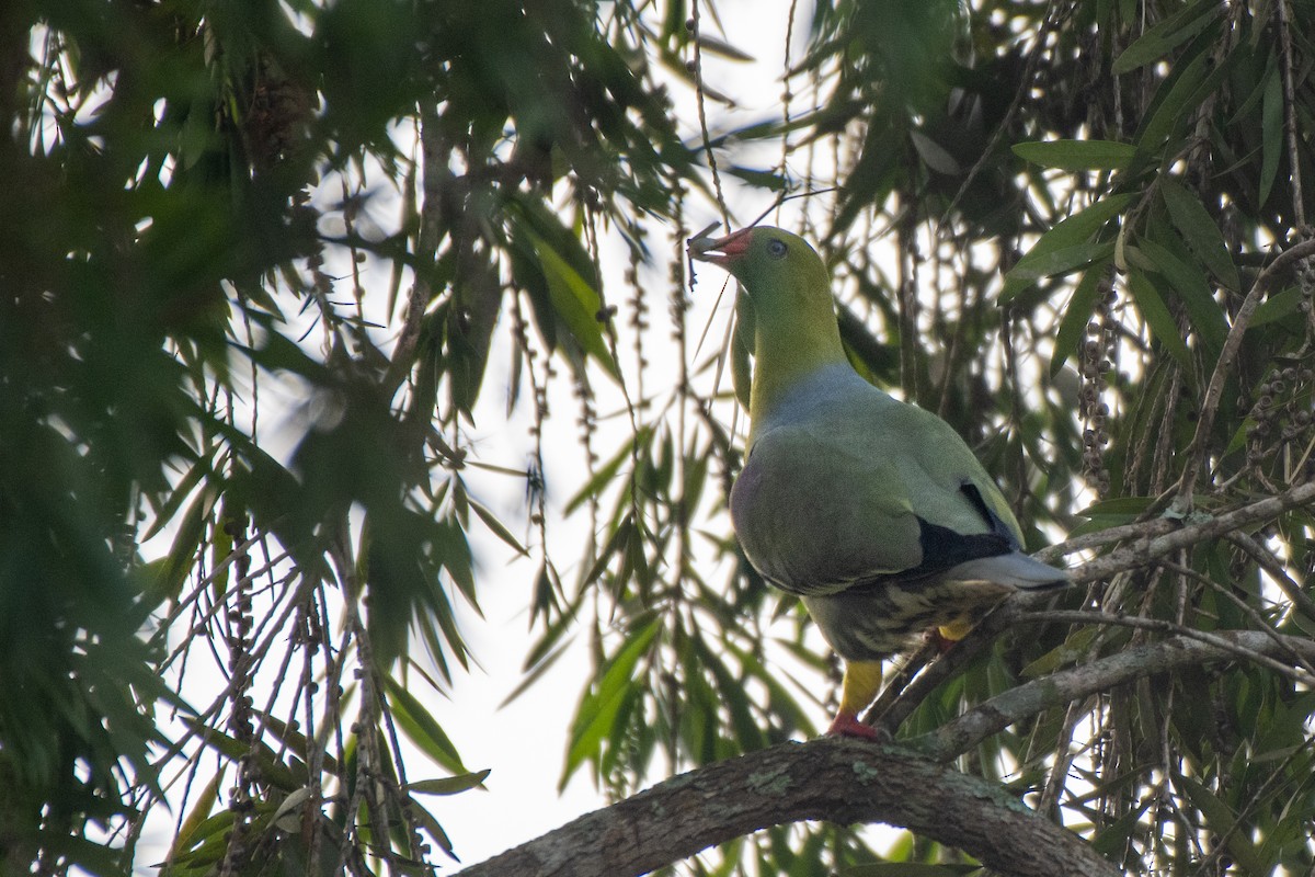 African Green-Pigeon - ML466063431