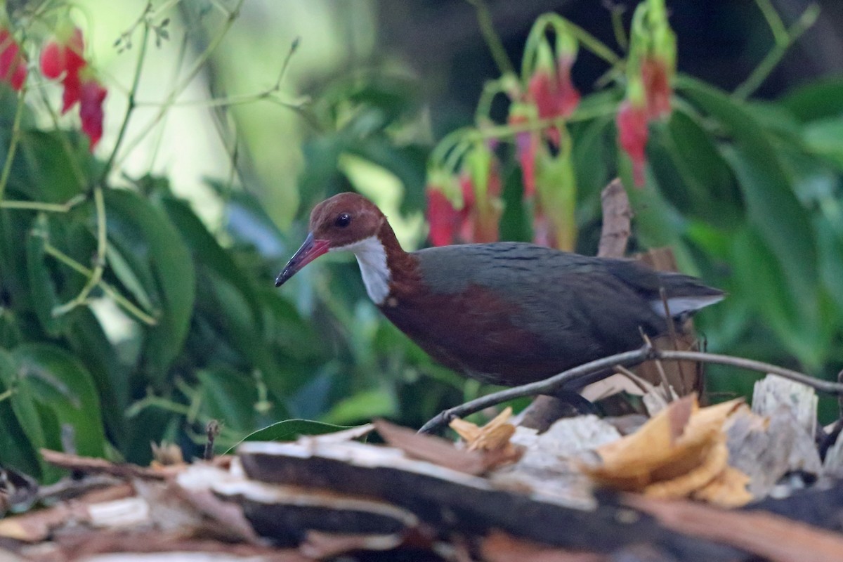 White-throated Rail - ML46606491