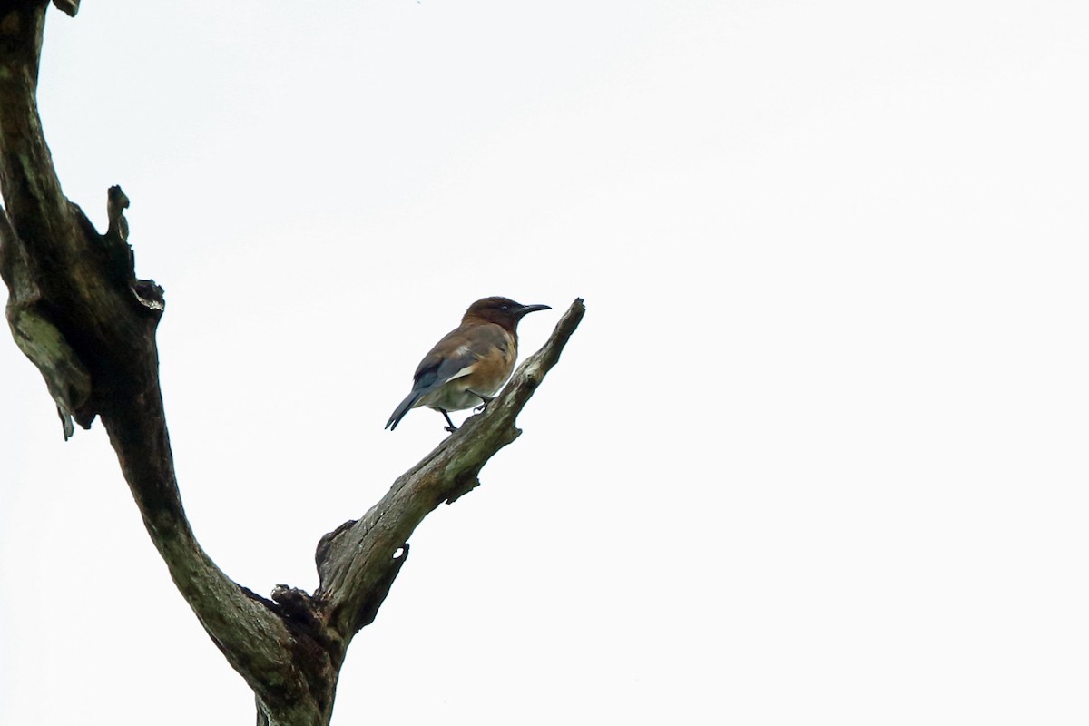 Madagascar Starling - ML46606571