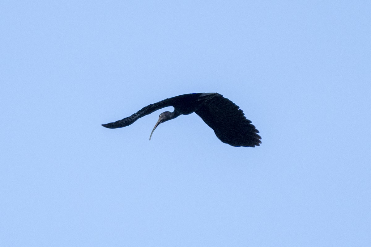 Green Ibis - ML466066201