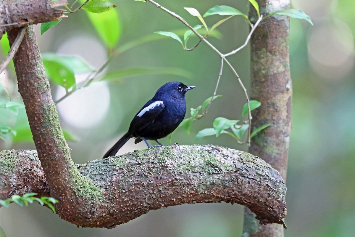 Madagascar Magpie-Robin - ML46606621