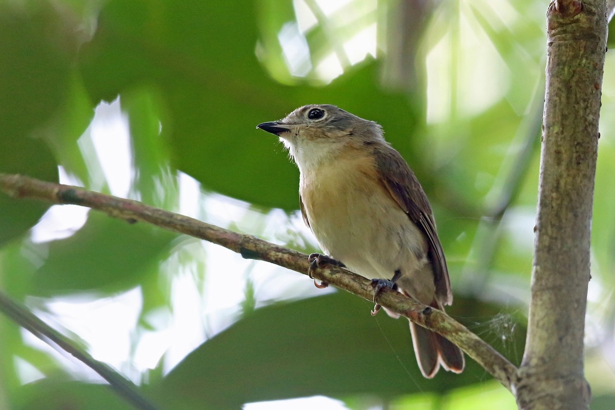 Red-tailed Vanga - ML46606671