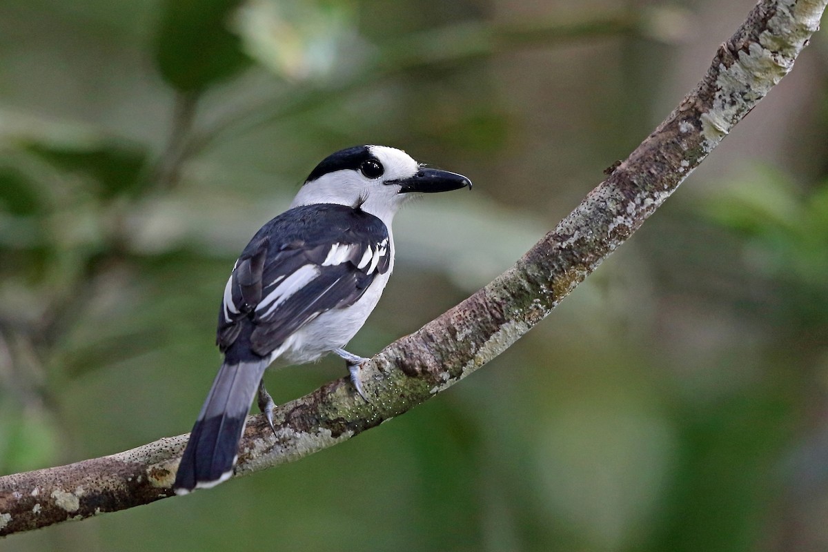 Hook-billed Vanga - ML46606681