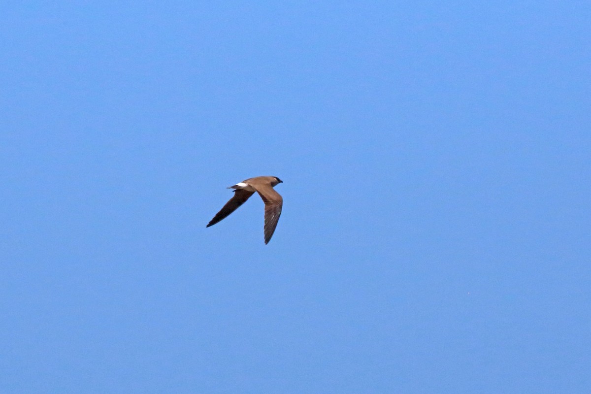 Madagascar Pratincole - ML46606741