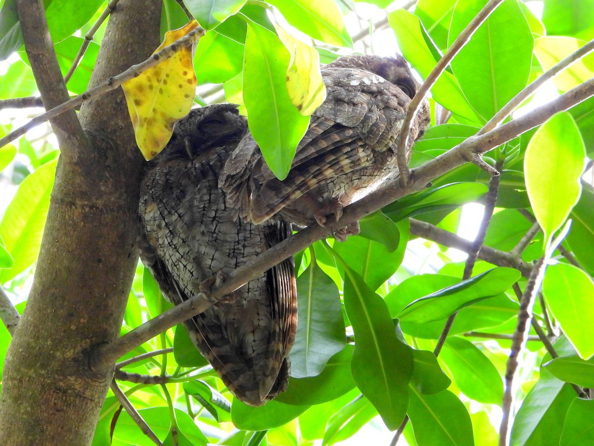 Tropical Screech-Owl - bob butler