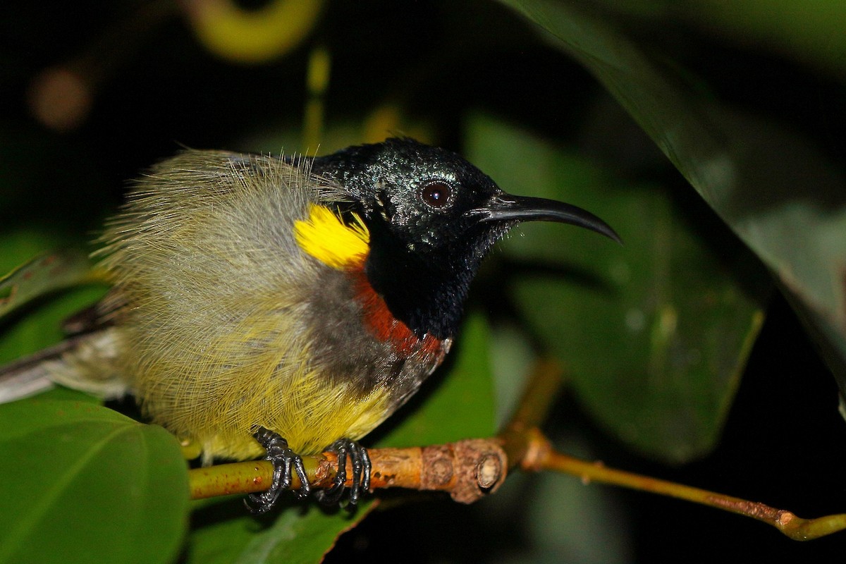 Souimanga Sunbird - ML46606761