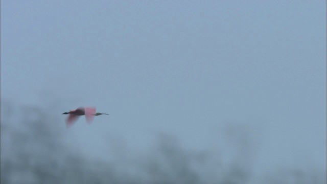 Roseate Spoonbill - ML466068