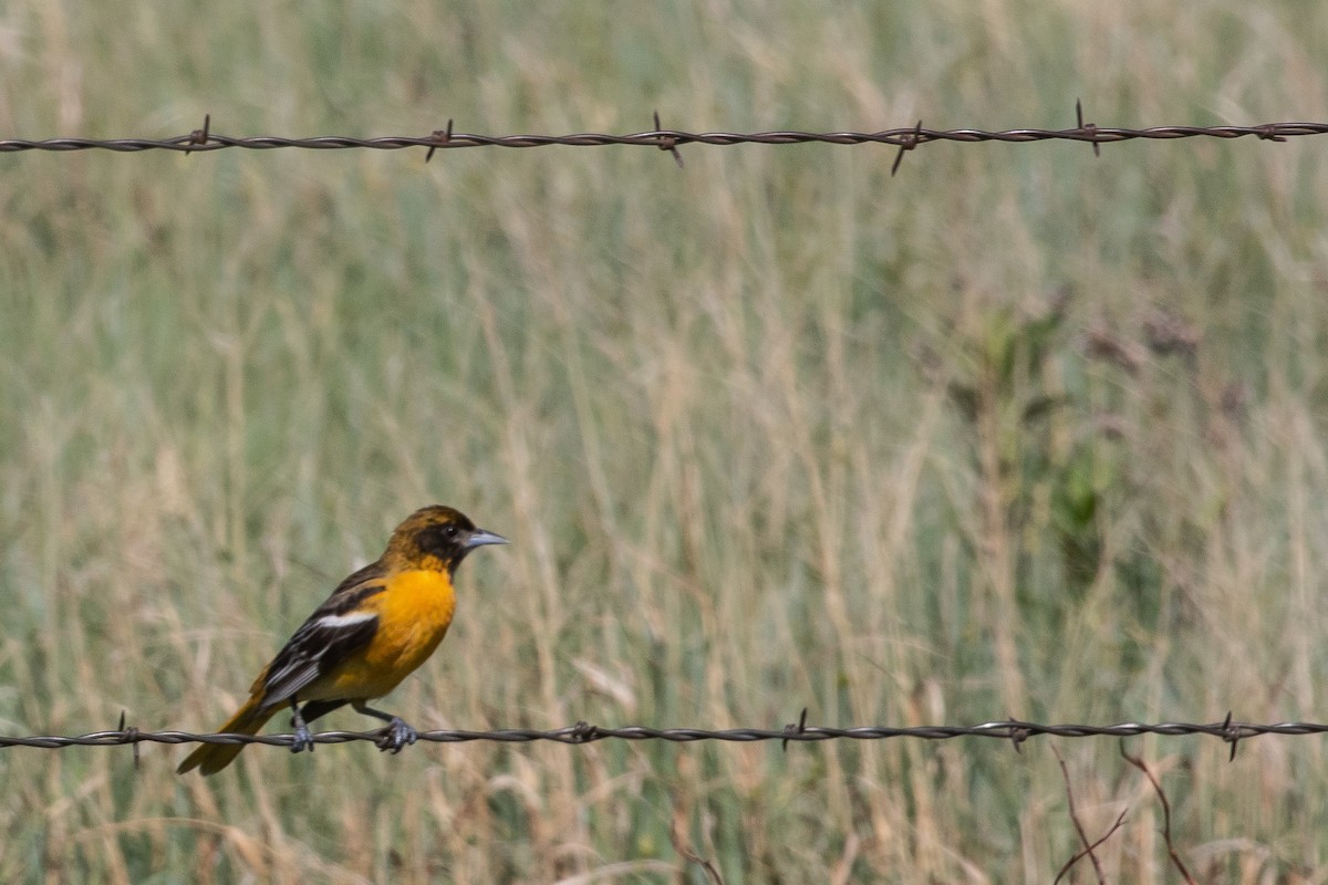 Baltimore Oriole - ML466068061