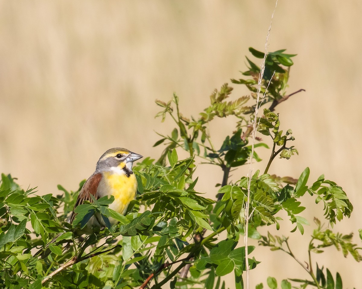 Dickcissel - J.B. Churchill