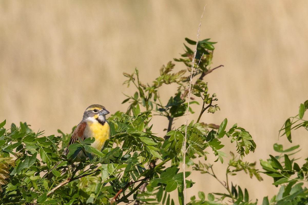 Dickcissel - ML466068241