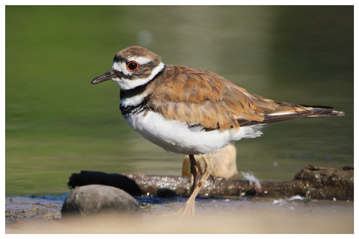 Killdeer - ML466068361