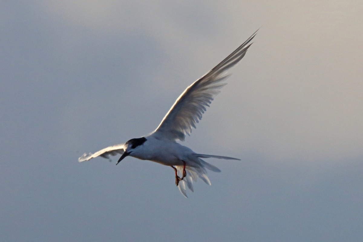 Roseate Tern - ML46606851