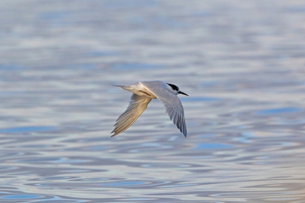 Roseate Tern - ML46606861