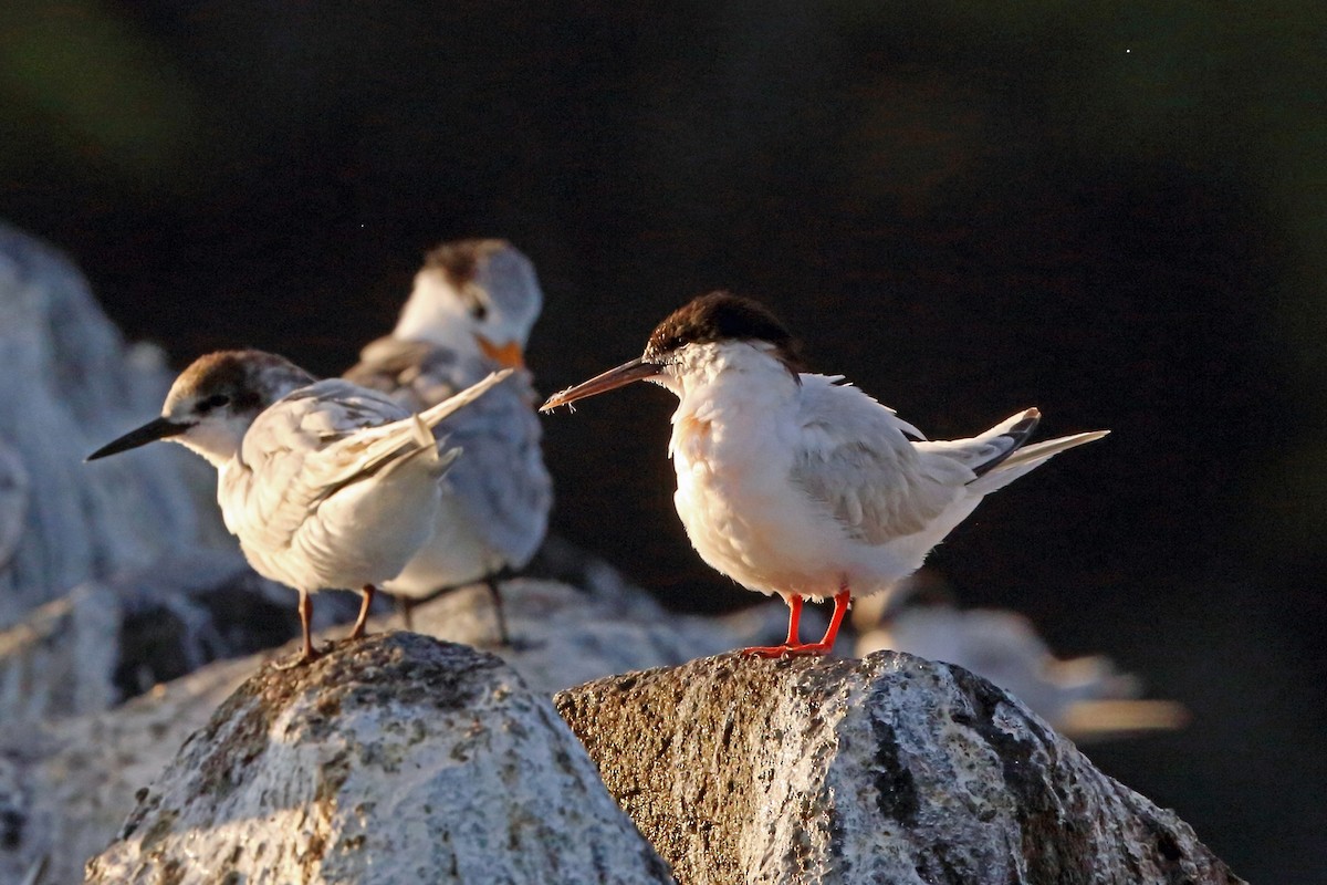 Roseate Tern - Nigel Voaden