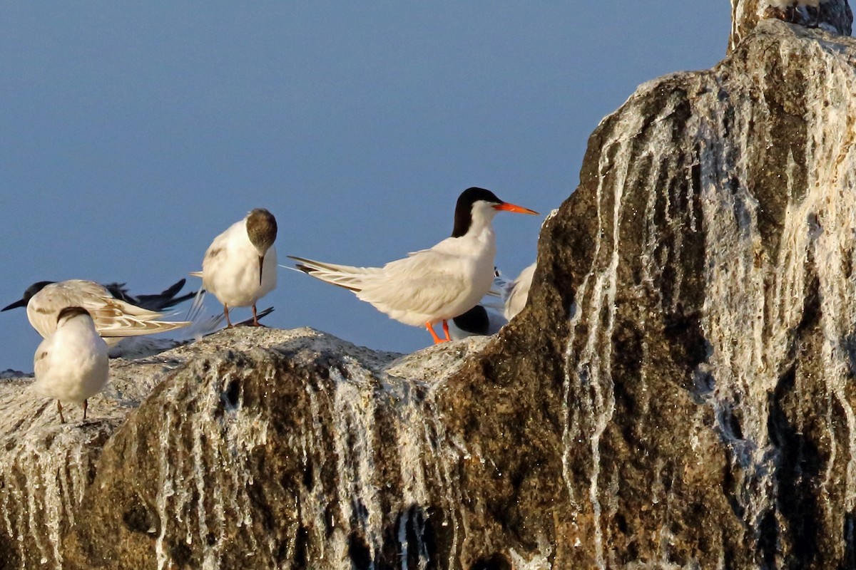 Roseate Tern - ML46606881