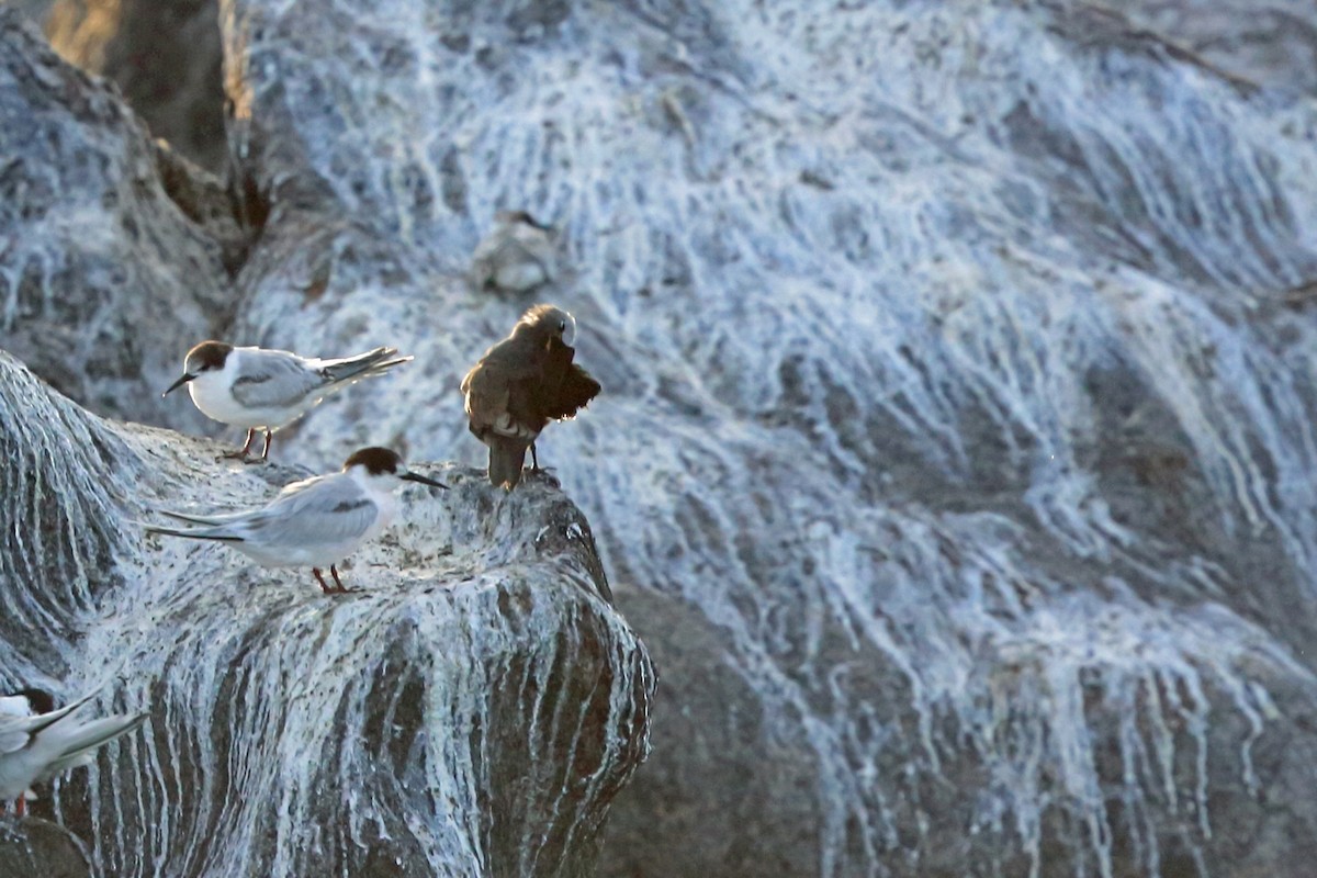 Brown Noddy - ML46606901