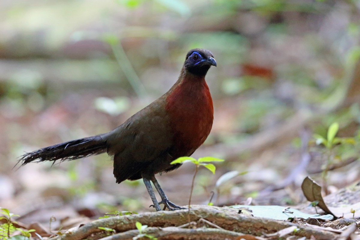 Red-breasted Coua - ML46606961