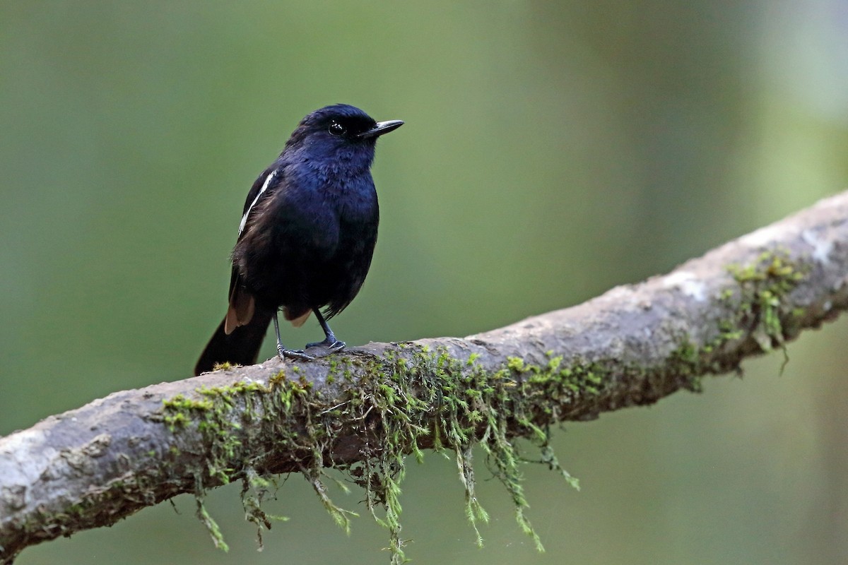 Madagascar Magpie-Robin - ML46607011