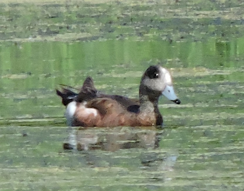 American Wigeon - ML466070451