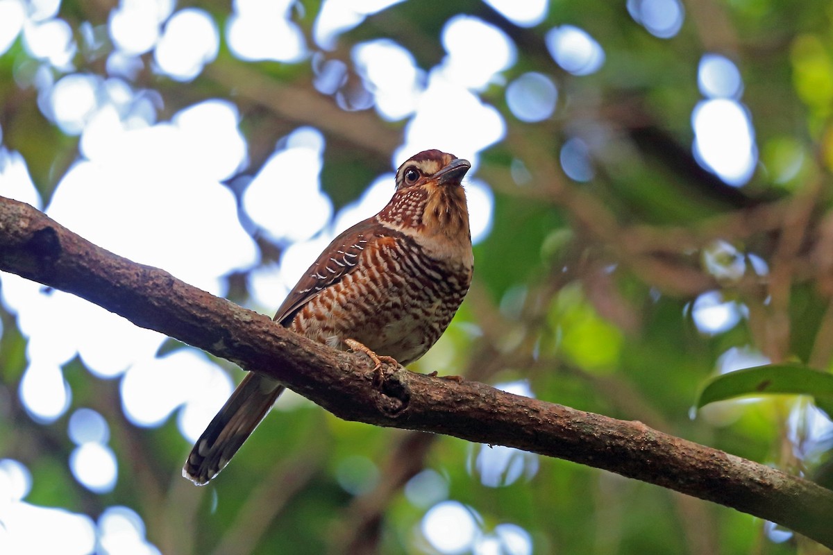 Short-legged Ground-Roller - Nigel Voaden