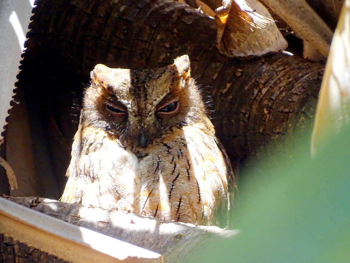Madagascar Scops-Owl (Torotoroka) - ML466070551
