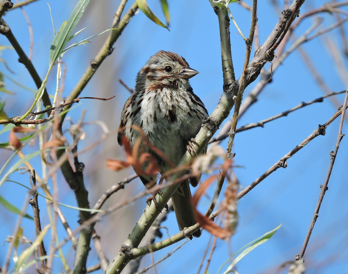 Song Sparrow - ML466070821