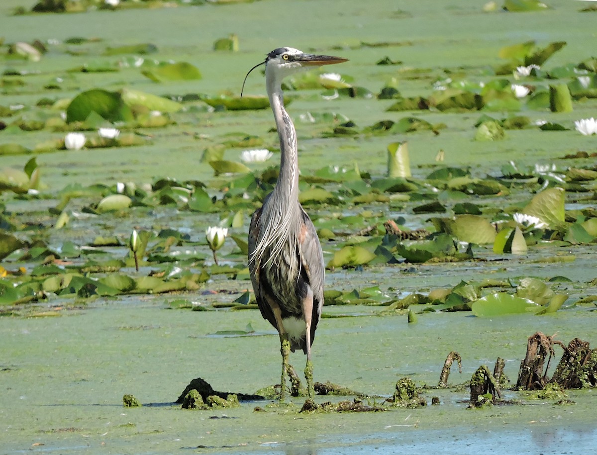 Great Blue Heron - ML466070871